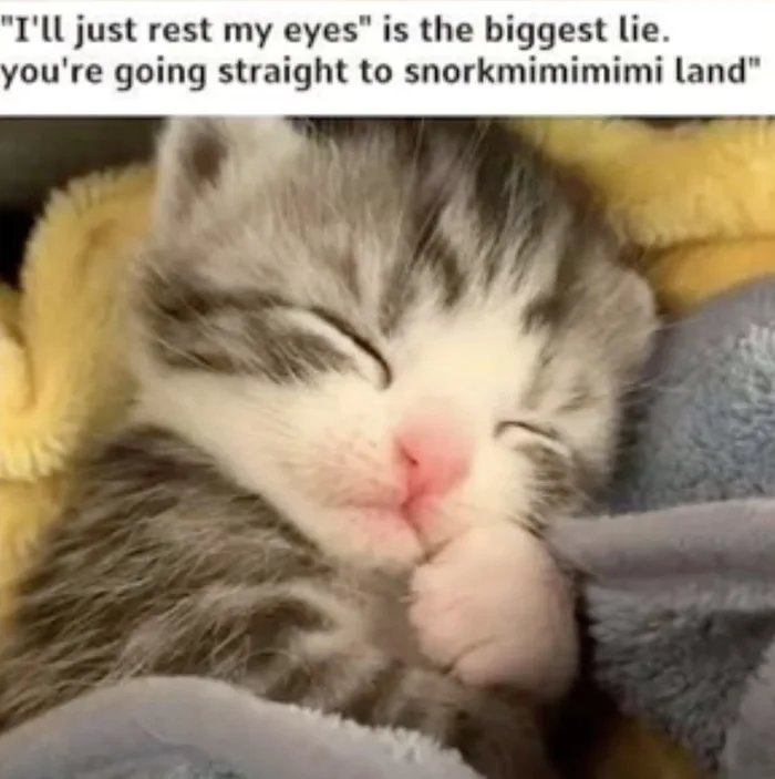 Sleeping kitten wrapped in blankets with humorous text about resting eyes in popular cat memes.