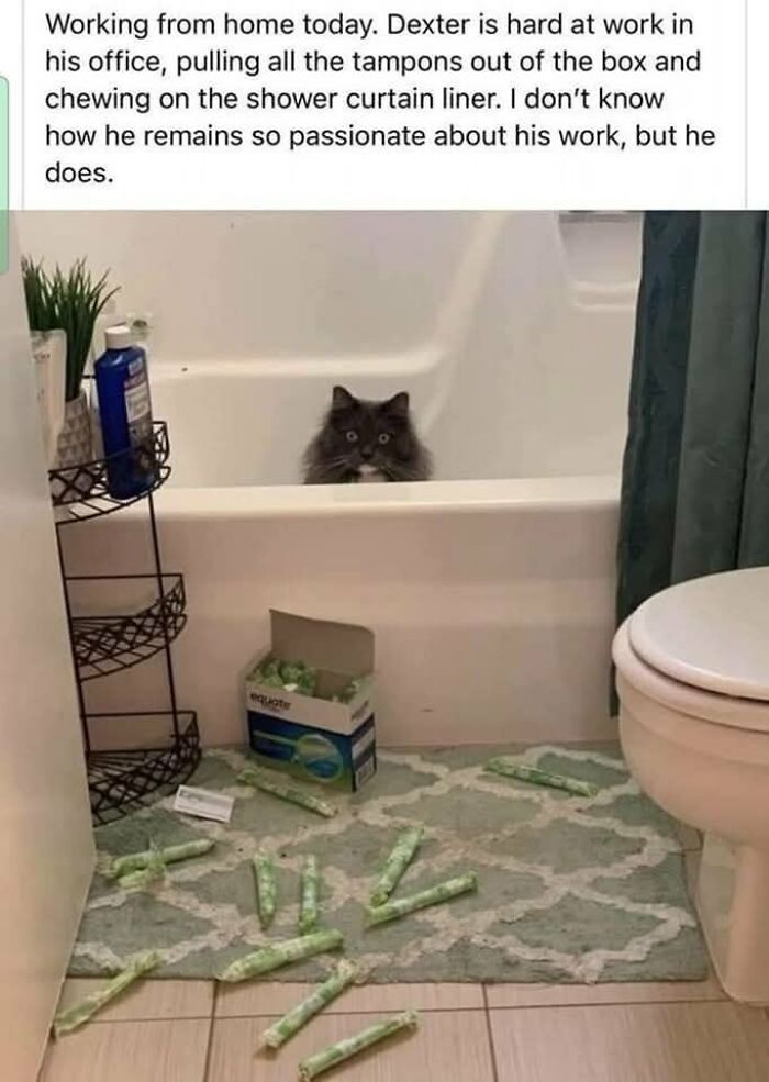 Cat sitting in bathtub with tampons scattered on bathroom floor, showing classic cat meme humor.
