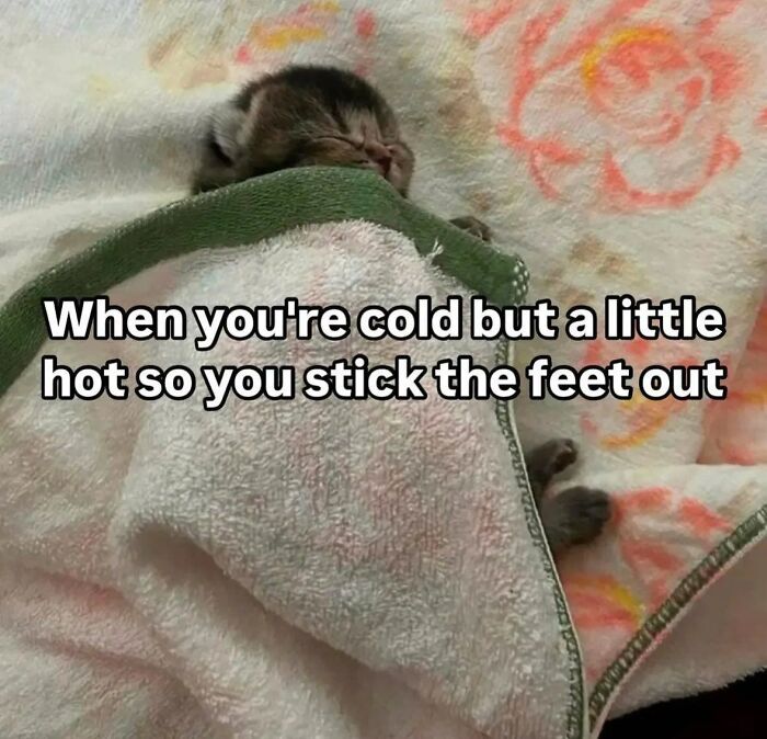 Sleeping kitten wrapped in a blanket with cat memes text about feeling cold and sticking feet out for comfort.