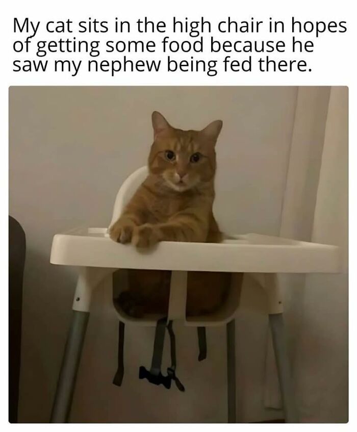 Orange cat sitting in a high chair hoping for food, featuring funny cat memes loved by cat enthusiasts.