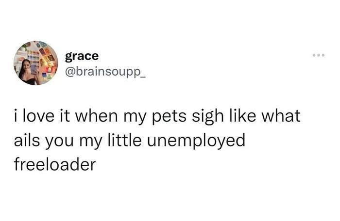 Funny cat meme text about pets acting like unemployed freeloaders in a humorous cat memes post.