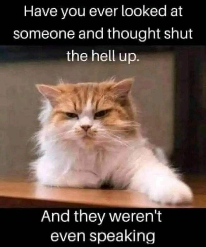 Grumpy orange and white cat with caption about thinking shut the hell up without speaking in cat memes.