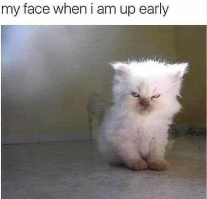 A sleepy white fluffy kitten with grumpy expression sitting on a floor illustrating relatable cat memes.
