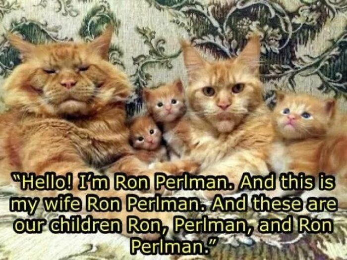 A family of orange cats posing together with a humorous meme caption about Ron Perlman for cat memes.