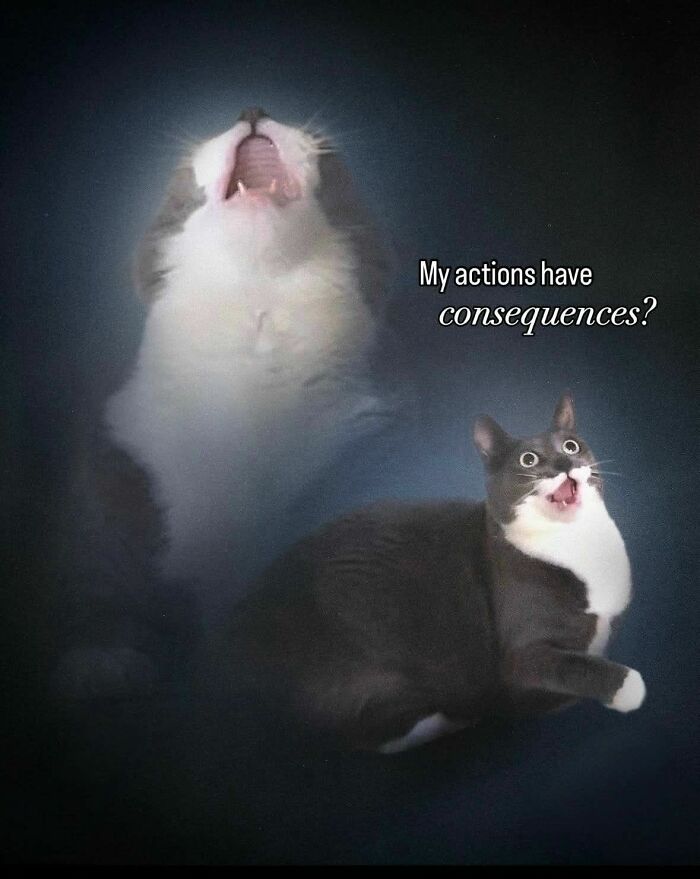 Cat meme featuring a surprised gray and white cat with text about actions having consequences in a humorous style.