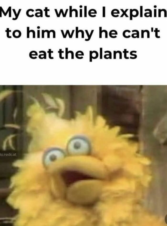 Funny cat meme showing a shocked character with wide eyes, illustrating cats and their love for catnip humor.