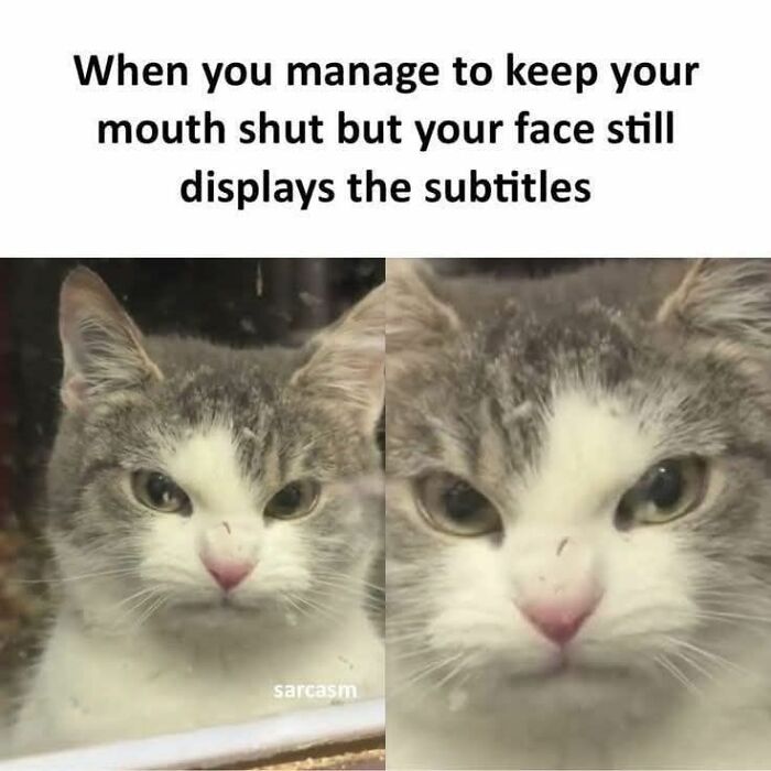 Cat memes showing a gray and white cat with a serious face, humorously capturing expressions without speaking.