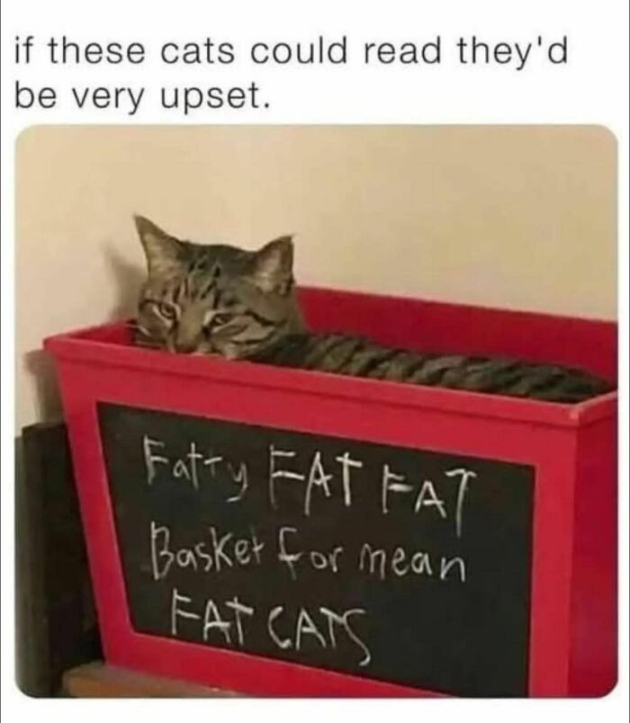 Tabby cat lying in a red basket labeled fat cat, featured in a funny cat memes post about cats upset by the sign.