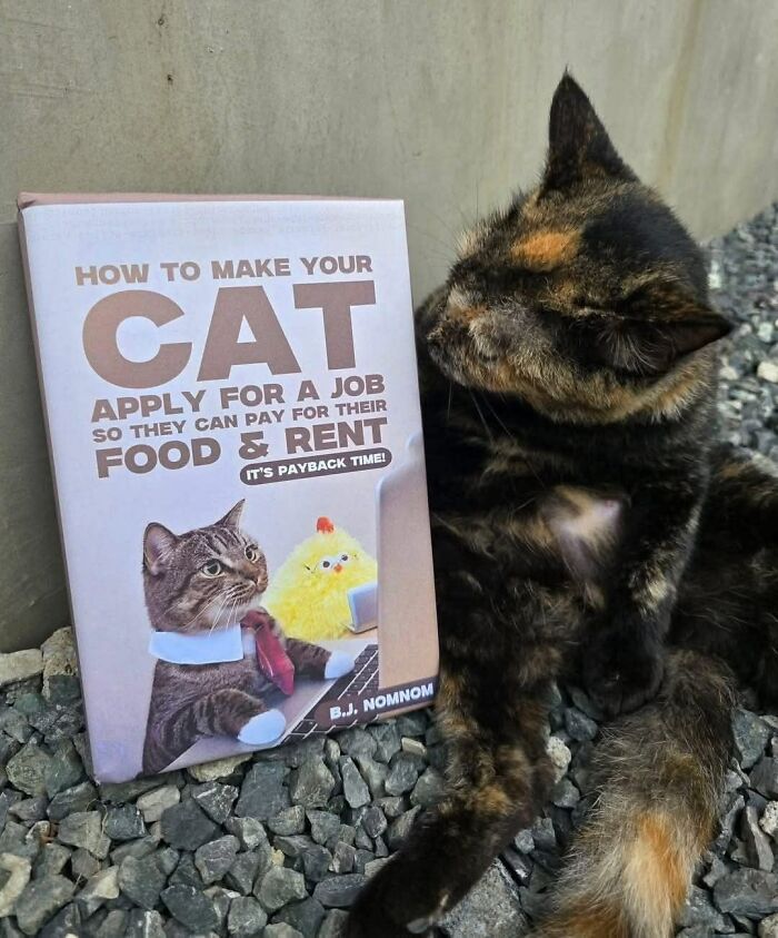 Tortoiseshell cat sitting next to a humorous book about cats applying for a job to pay for food and rent.