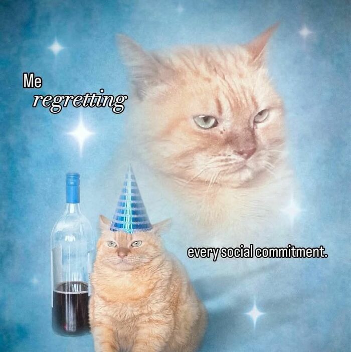 Orange cat wearing a party hat next to a wine bottle with a faded, regretful cat face in a cat meme style.