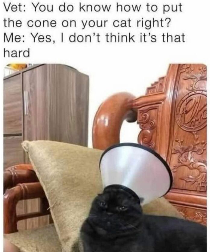Black cat wearing a cone on its head looking unimpressed in a humorous cat meme about pet care and cat memes.