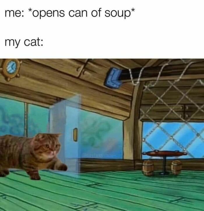 Cat meme showing a cat eagerly approaching a door as if attracted like cats love catnip humor.