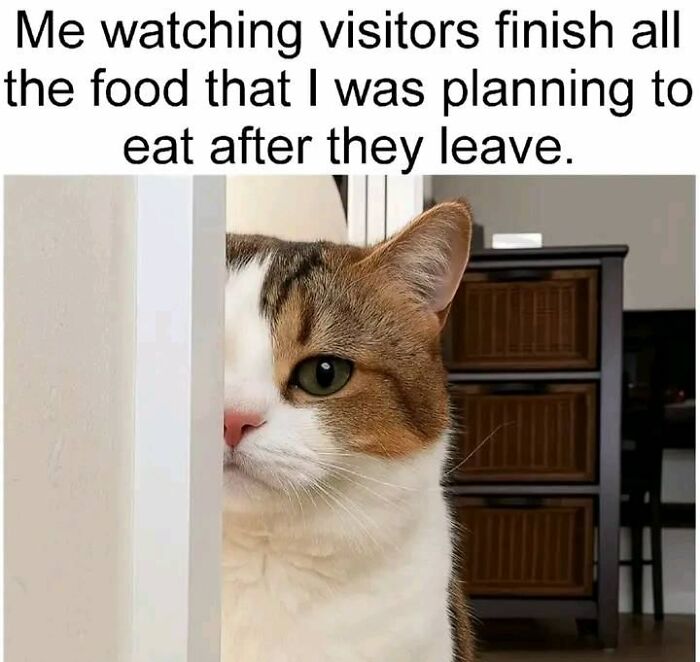 Cat meme of a cat peeking from behind a wall, watching visitors finish food it was planning to eat later.