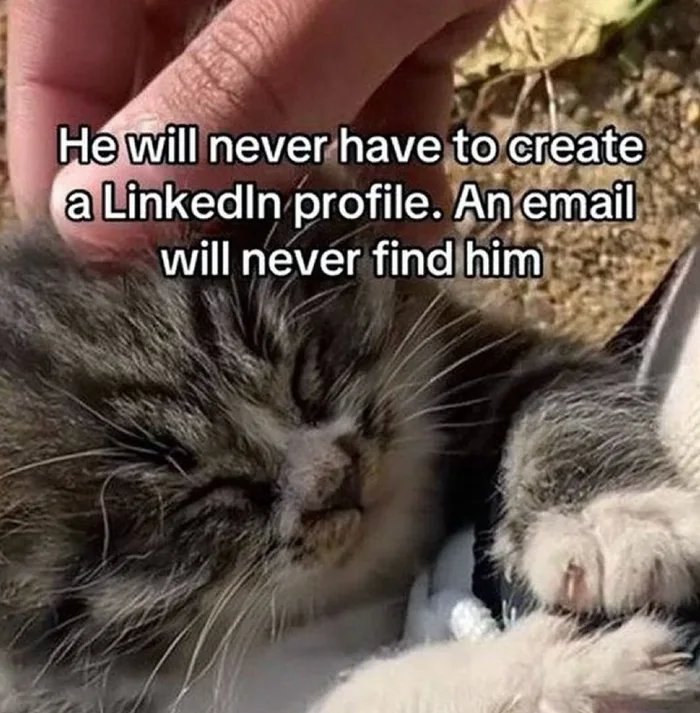 Close-up of sleeping kitten with hand petting fur, illustrating humor in cat memes about avoiding social media profiles.