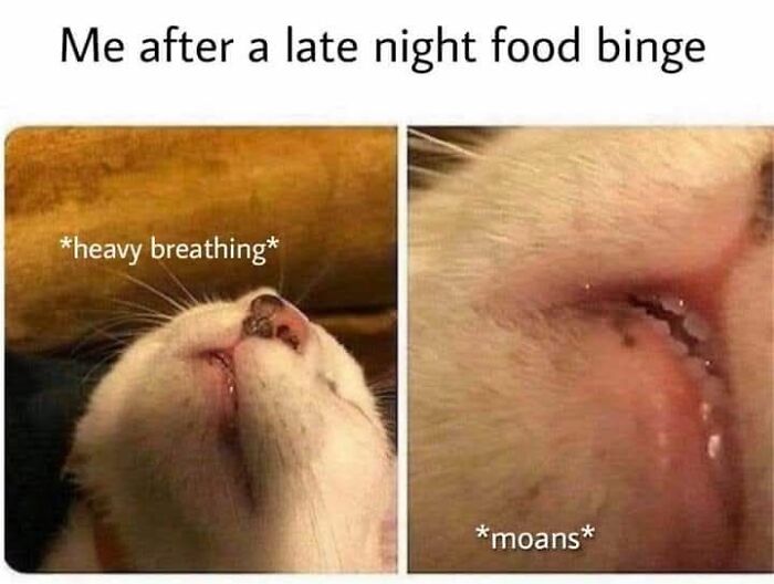 Cat meme showing a close-up of a cat heavy breathing and moaning after a late night food binge.