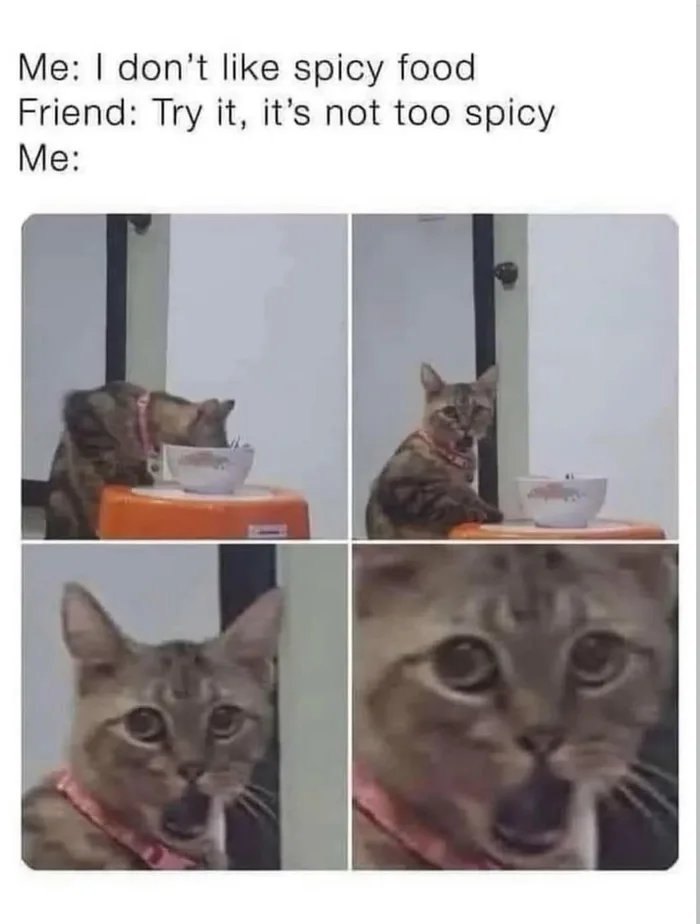 Cat meme showing a surprised tabby cat reacting to spicy food with funny expressions and close-up shots.