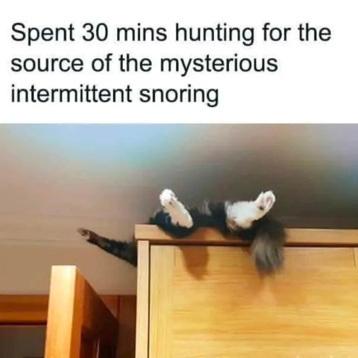Cat meme showing a cat lying on top of a cabinet after hunting the source of mysterious intermittent snoring.