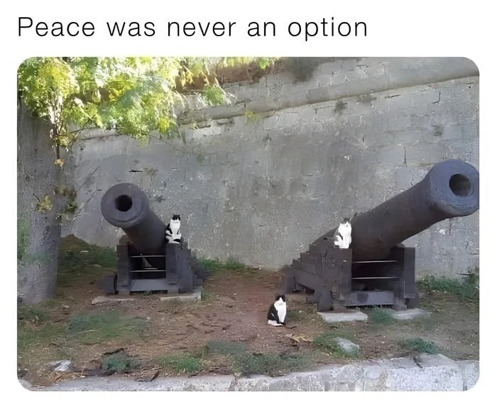 Three black and white cats sitting on and near old cannons in a humorous cat memes image.