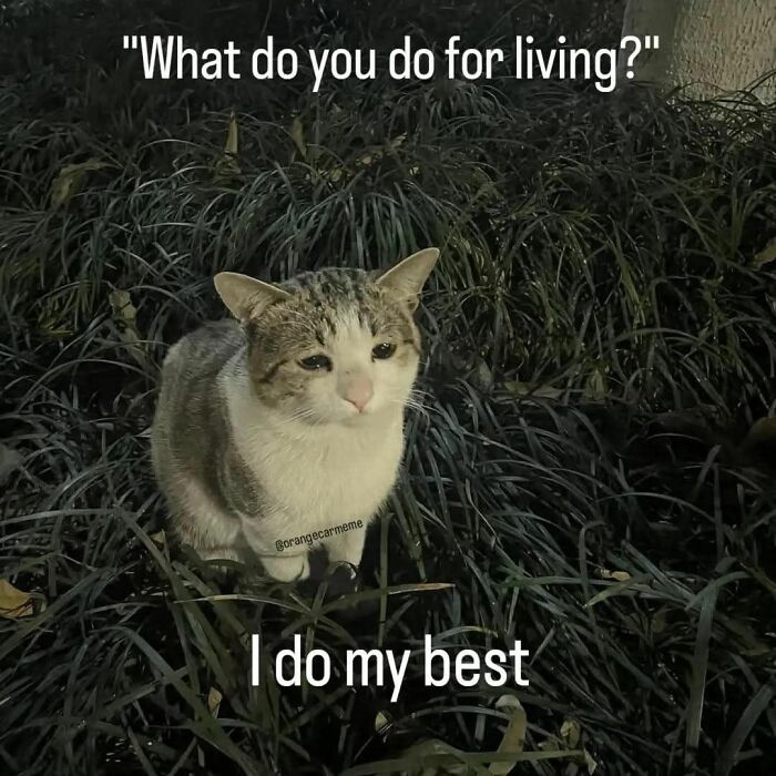 A cat sitting in grass with a caption meme reading what do you do for living I do my best in cat memes style.