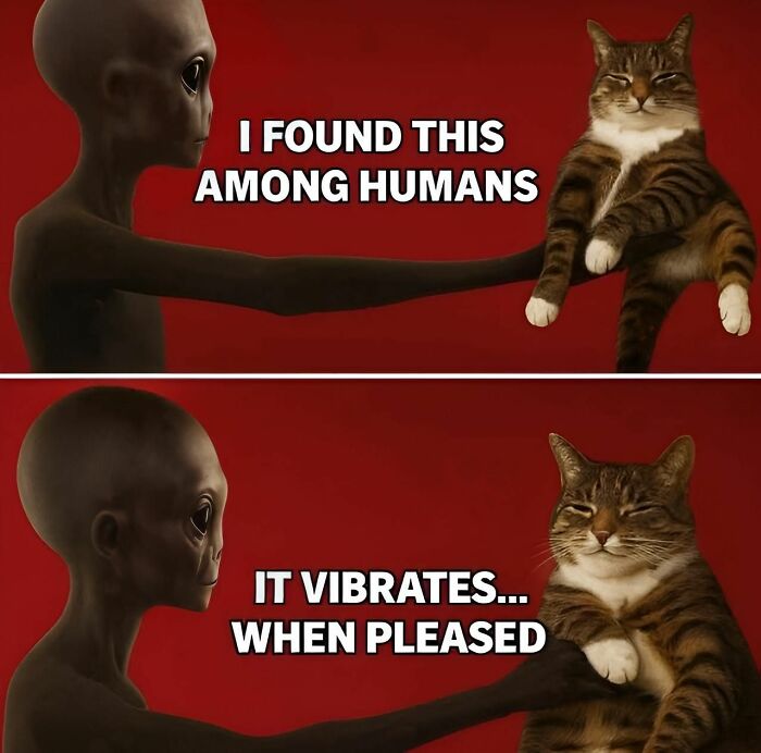 Alien holding a cat with captions about finding a vibrating cat in a meme featuring cat memes and humor.