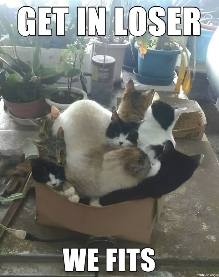 Group of cats crowded together in a small box with humorous meme text, perfect cat memes content.