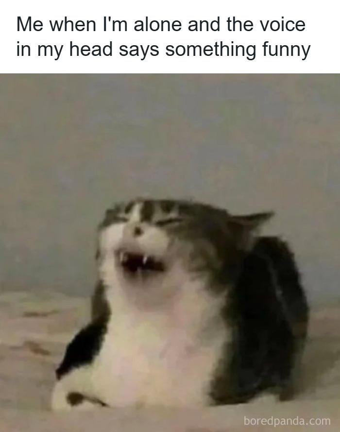 A cat with an open mouth and squinting eyes, captioned about hearing a funny voice in the head, featuring cat memes.