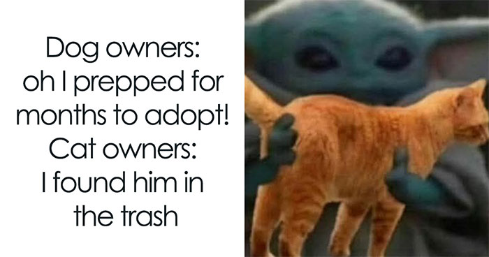 ‘Give Me Cat Memes’: 50 Funny Cat Memes To Brighten Your And Your Pet’s Day