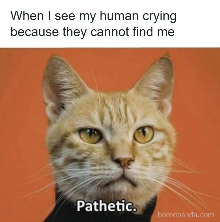 Orange tabby cat with a serious expression, captioned with a humorous cat meme about humans and catnip love.
