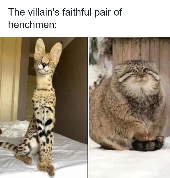 Two unusual cats resembling henchmen, one tall and skinny with large ears, the other round and fluffy, in a humorous cat meme.