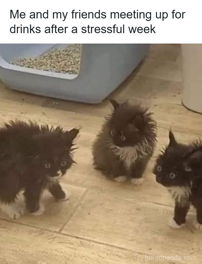 Three fluffy black and white kittens on a floor near a litter box, captured as part of cat memes.