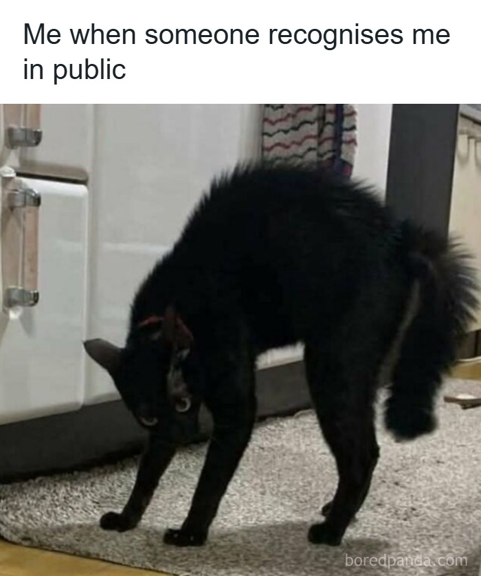 Black cat arching back indoors with carpet, featured in popular cat memes loved by catnip fans.