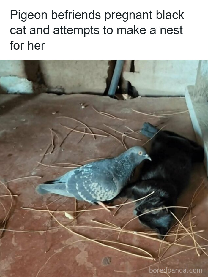 Pigeon caring for a pregnant black cat on the ground with sticks, capturing a heartwarming cat meme moment.