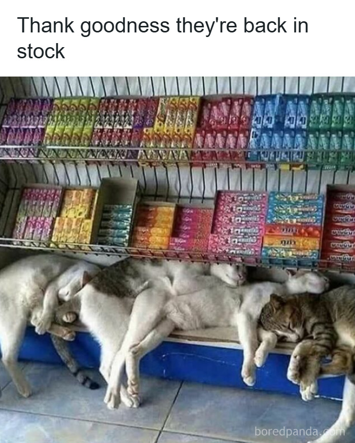 Several cats lying together asleep under store shelves stocked with colorful boxes of candy or gum.
