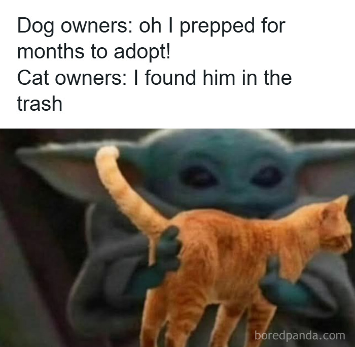 Baby Yoda holding a cat with caption contrasting dog owners prepping and cat owners finding cats in trash in cat memes style.