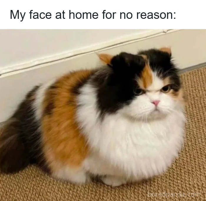 Fluffy calico cat sitting on carpet with an annoyed expression in a funny cat memes image.