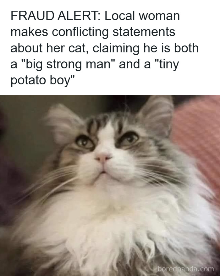 Fluffy cat with serious expression in a funny meme about conflicting statements and cat memes love.