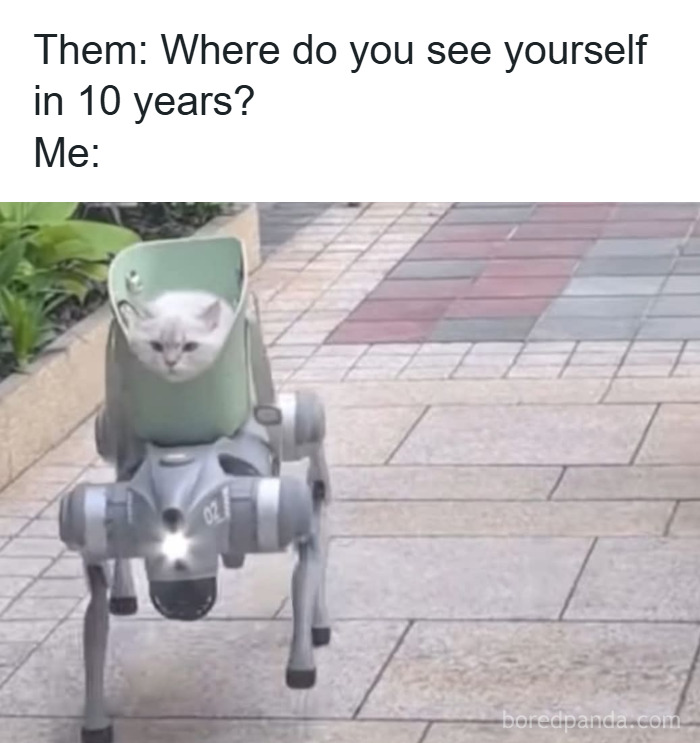 Cat meme showing a white cat riding a robot dog on a sidewalk, humorously answering a future vision question.