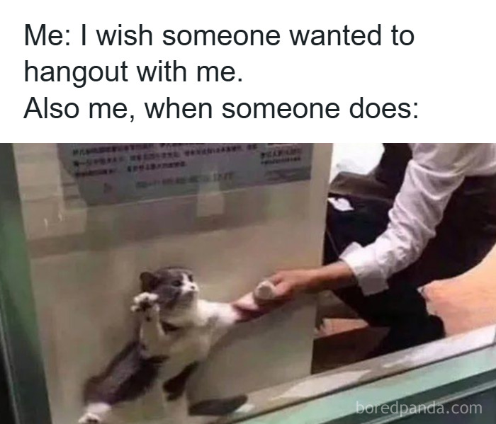 Cat meme showing a cat reluctantly reaching out to a person’s hand through a glass window, humorously depicting social hesitation.