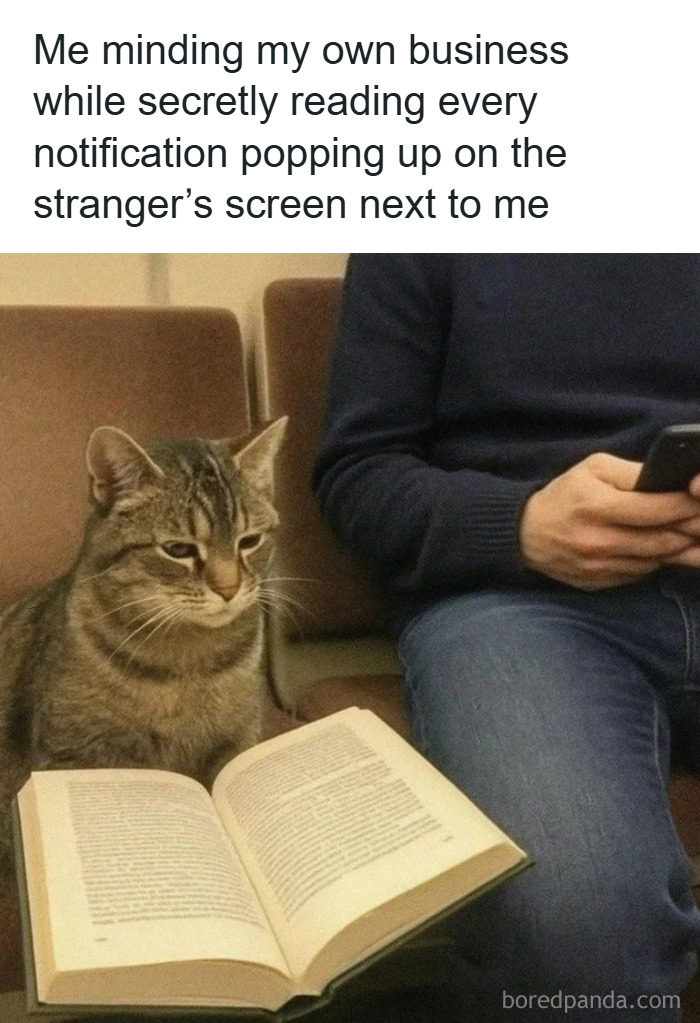 Gray tabby cat sitting next to a person on a couch with an open book, illustrating cat memes about secret curiosity.