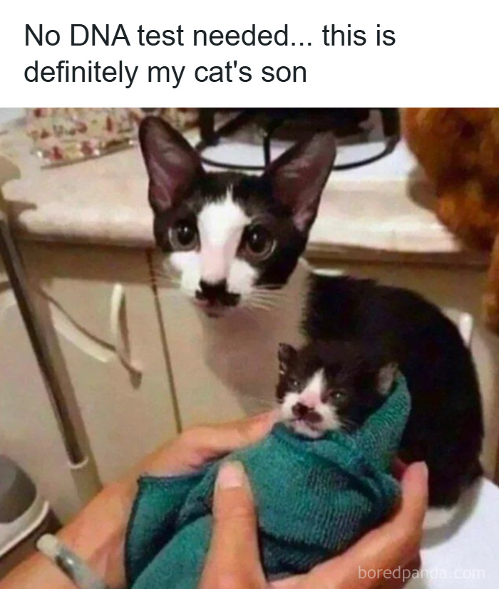 Black and white cat looking at a kitten wrapped in a towel, featured in popular cat memes loved by catnip fans.