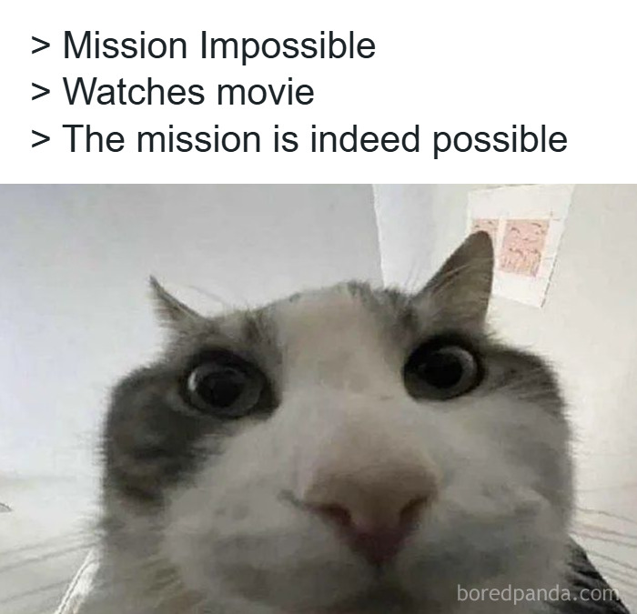 Close-up of a wide-eyed cat making a funny face, perfect for sharing in cat memes and cat posts.