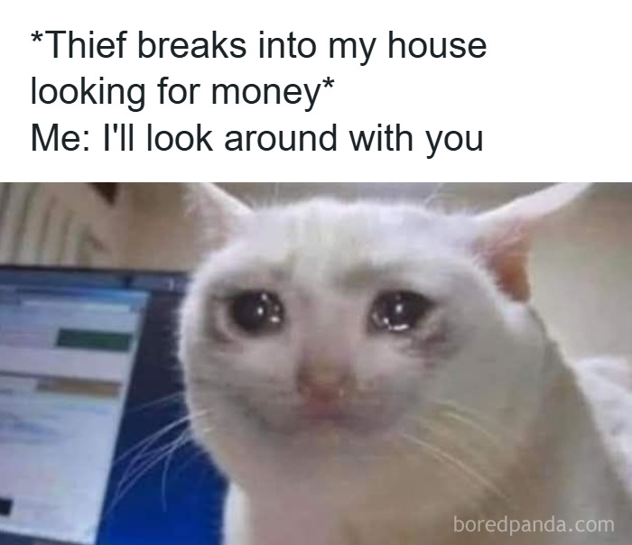 Funny cat meme featuring a sad-looking white cat with text about a thief breaking into the house and offering to help search.