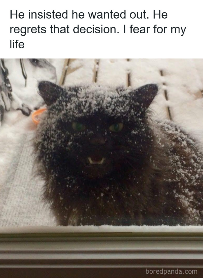 Black cat covered in snow outside looking through a window with a fierce expression in cat memes collection.