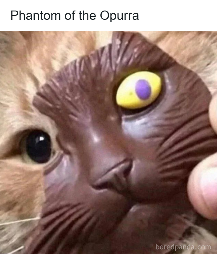 Close-up of a cat with a mask resembling a cartoon cat's face, featured in popular cat memes about cats and catnip.