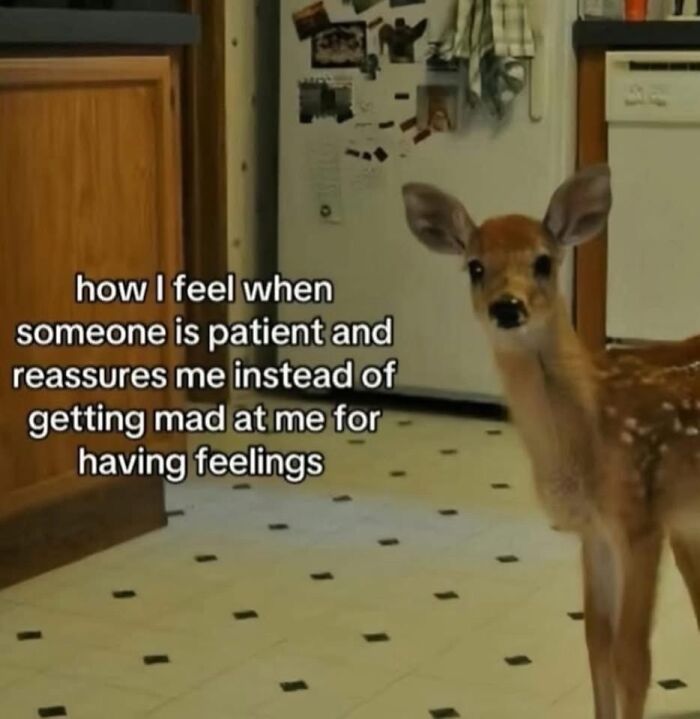 A young deer in a kitchen with text about feeling reassured and patient, illustrating relatable memes to cope with anxiety.