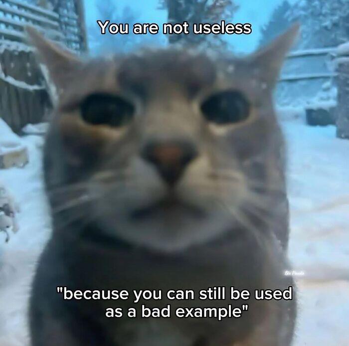 Close-up of a cat in snow with text offering relatable memes to help cope with anxiety through humor.