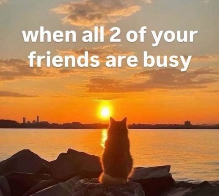 Cat sitting on rocks watching sunset, relatable meme about anxiety and feeling alone when friends are busy.
