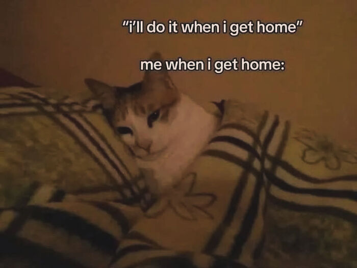 Cat wrapped in a blanket with text showing relatable anxiety meme about procrastination when getting home.
