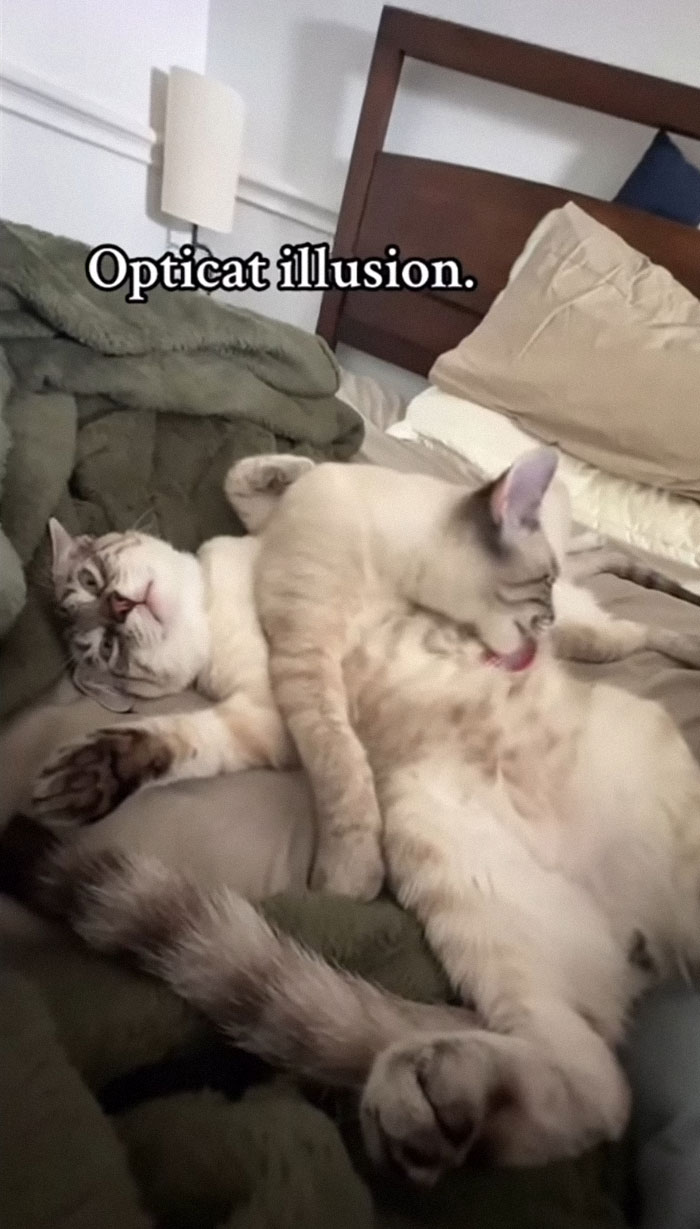 Two cute cats cuddling on a bed creating a funny optical illusion in a cozy home setting for cat memes.