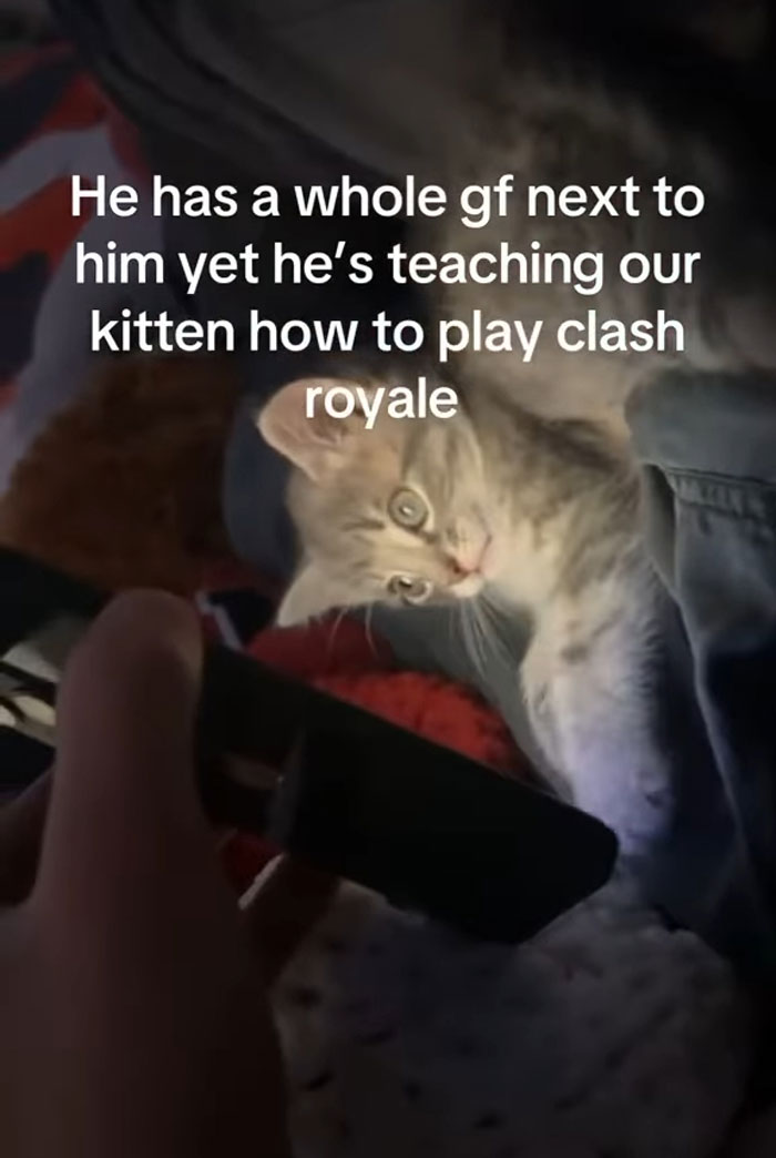 Kitten looking at a phone screen being taught to play Clash Royale in a cute and funny cat meme.
